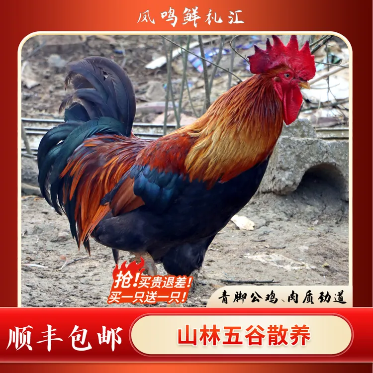 生态散养土鸡黑脚公鸡 【买一送一】到手2只净重7.5斤-8斤净膛发货
