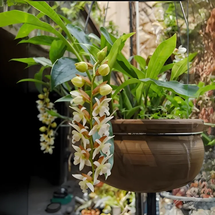 广东深山石橄榄双叶石仙桃煲汤现挖现发煲汤鲜货石橄榄鸡煲新鲜