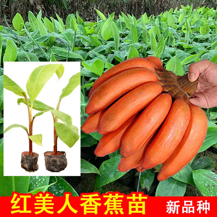 香蕉苗广西发货带土带叶红美人红皮蕉粉蕉南方种植庭院盆栽果树苗