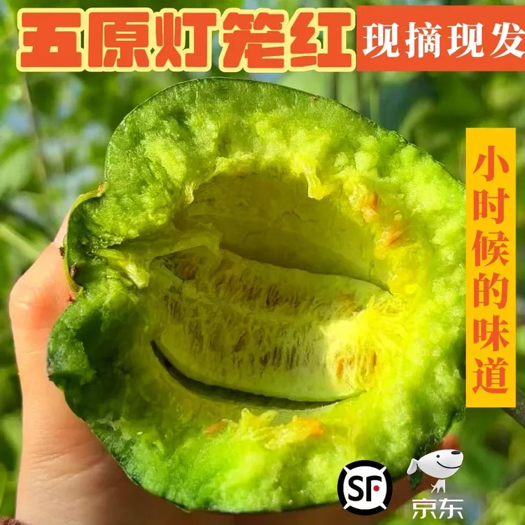 [顺丰包邮]巴盟现摘头茬灯笼红香瓜