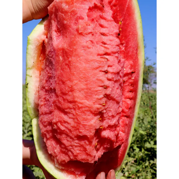 宁夏硒砂瓜石头大西瓜甘甜多汁新鲜甜度高自然成熟