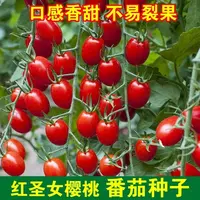 红圣女果种子樱桃小番茄高产蔬菜西红柿种籽子盆栽黄圣女果蔬菜籽