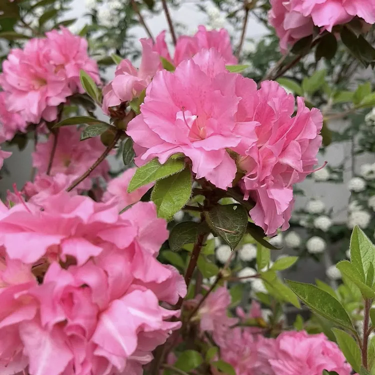 安库杜鹃三季开花花卉室内养不死的绿植好养易活开花机器