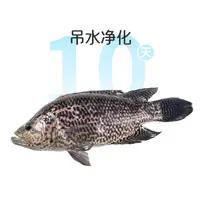 鲜活吊水淡水石斑鱼1条 约400g