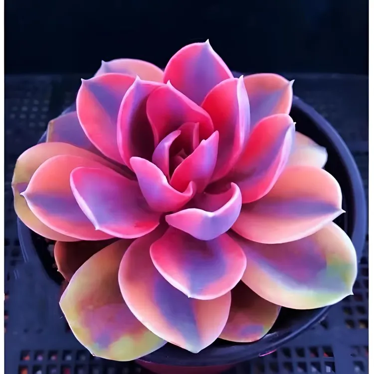 彩虹贵货多肉植物盆栽新手好养肉肉植物室内创意花卉盆栽绿植
