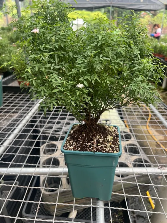 微月超微姬乙女原生老桩勤花爆花多头高温发白低温至粉开花机器