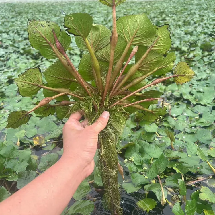 红菱角种苗水果红菱角种苗青菱角种子青菱角苗种植水果红菱角种苗