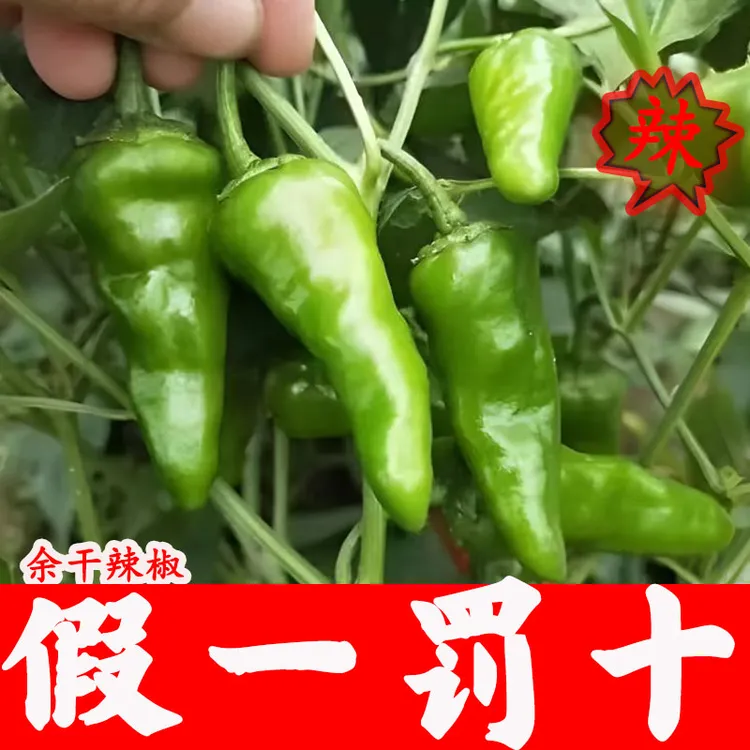 正宗特辣余干小辣丰收辣椒薄皮椒青椒爆辣新鲜自种农家余干辣椒