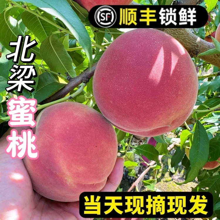 正宗青岛离核北梁蜜桃【不隔夜现摘现发】当季新鲜多汁桃子顺丰速发