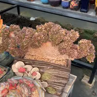 多肉一物一拍0223-167