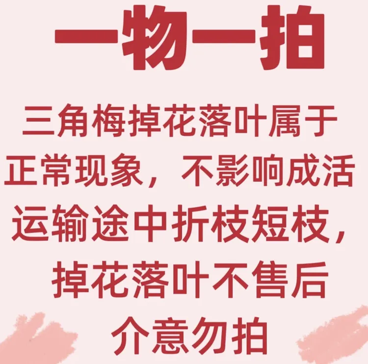 【一物一拍{熟桩}】矮霸-坨坨三角梅同安红带盆带土带叶发货-不售后