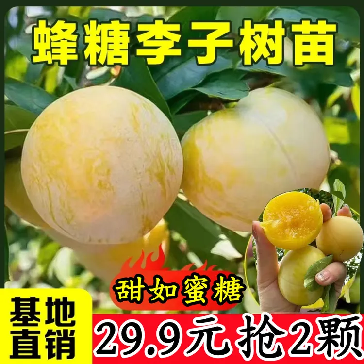 正宗嫁接蜂糖李子树苗南北方盆栽地栽阳台庭院种植当年结果果树苗商品图