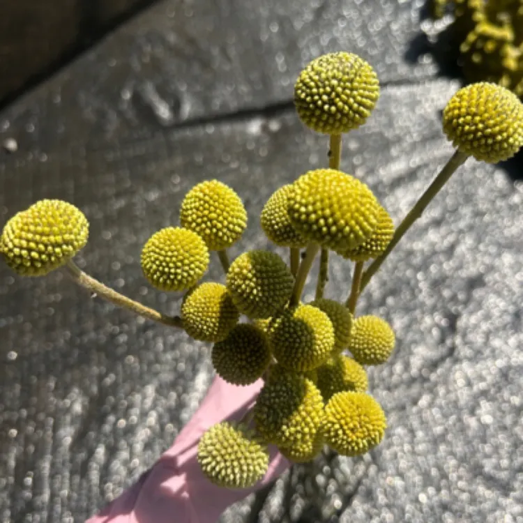 云南鲜花黄金球天然的干花