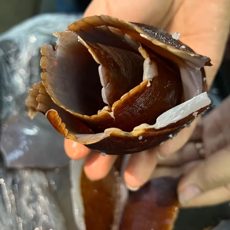 【海蜇金丝边红边】舟山海蜇 盐渍海蜇边金丝边/红蜇边唇边裙边