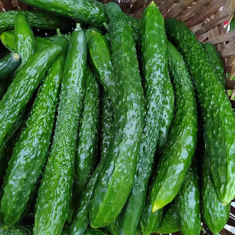 黄瓜脆嫩黄瓜带刺青黄瓜农家露天种植新鲜采摘当季水果