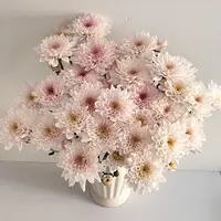 【杨鹏鲜花】奶油蛋糕 小菊 云南鲜花包邮