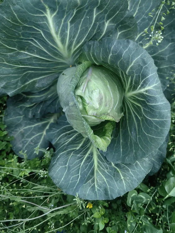 贵州遵义手撕包菜