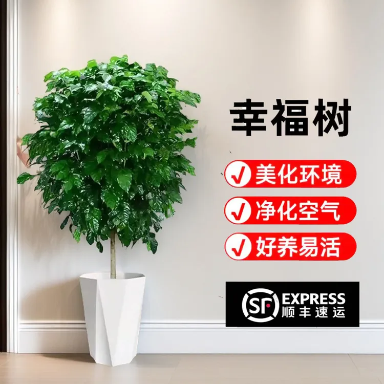 1.2-1.4米粗苗棒棒糖幸福树室内室外健康绿植【顺丰包邮发货】