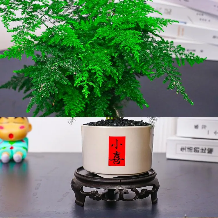 文竹盆栽植物室内空气盆栽书房办公室桌面小绿植好养