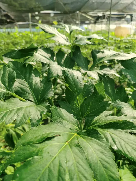 咸草王干叶子可泡茶露天种植自然晾晒生长干货长寿菜养生蔬菜饮水