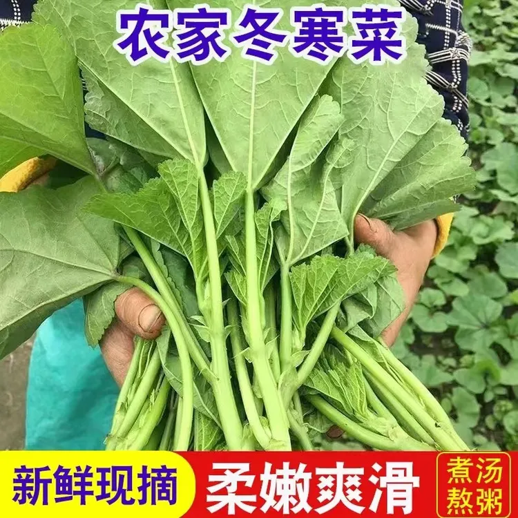 四川新鲜冬寒菜农家冬苋菜时令蔬菜东汉菜野菜钙菜 露天时令蔬菜