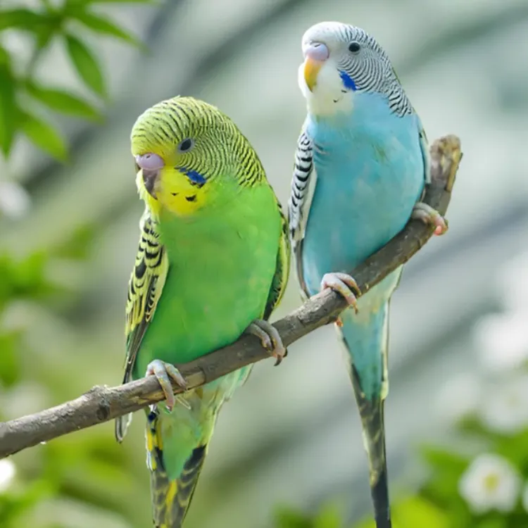 虎皮鹦鹉鸟类小鸟会学说话的鸟手养鹦鹉活鸟小型宠物鹦鹉好养亲人