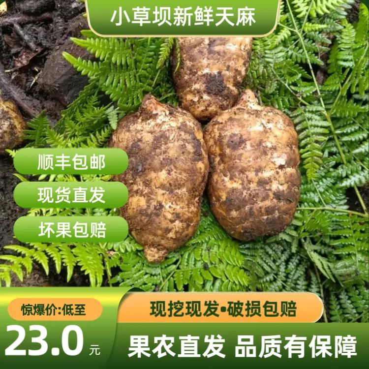 (新鲜天麻) 正宗云南昭通小草坝新鲜天麻1斤/3斤/5斤现挖产地直发