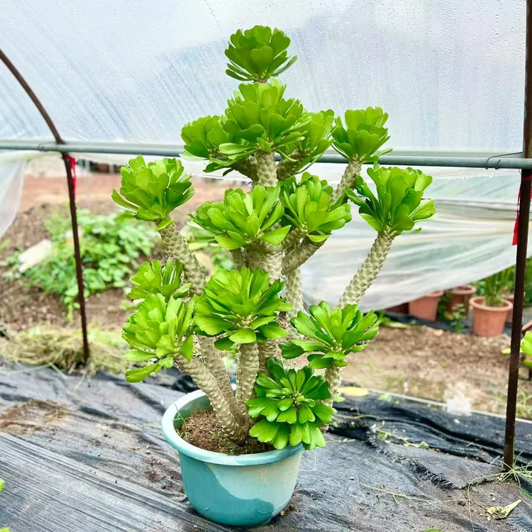 扇贝麒麟绿色庭院盆景户外大型绿植阳台植物门店装饰盆栽乔迁花卉