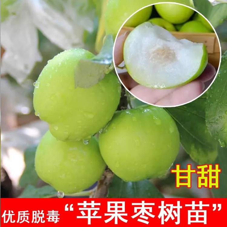 苹果枣树活苗嫁接牛奶枣大青枣树苗盆栽庭院地栽南方北方当年结果