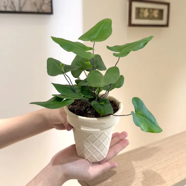 心愿叶蕨盆栽盆景室内客厅办公室桌面观叶趣味可爱花卉绿植好养