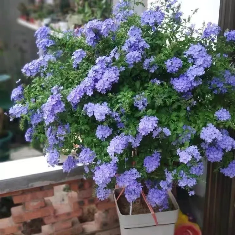 蓝雪花大苗盆栽阳台观花耐热好养植物花园庭院爬藤四季开花