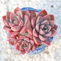 王小二红粉佳人全店多肉任意拍满9.9元发货 拍满5单送一包吡虫啉