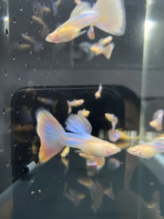 天使彩虹孔雀鱼精品孔雀鱼纯种自己精养可视频挑鱼