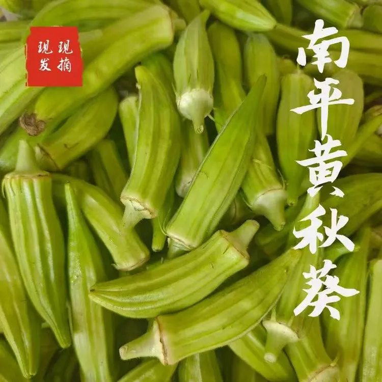 福建土黄秋葵洋茄规格2斤京东包邮农家菜泡水