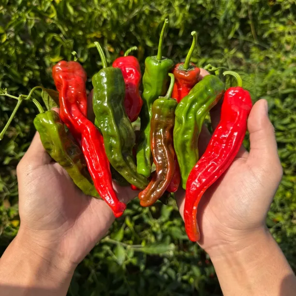 青红紫混装特辣小皱皮辣椒皮薄特辣籽少辣子鸡小炒肉