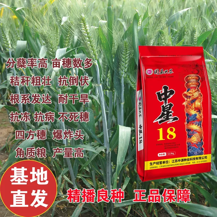 高产 抗病 抗倒 耐旱 耐寒小麦新品种中星18