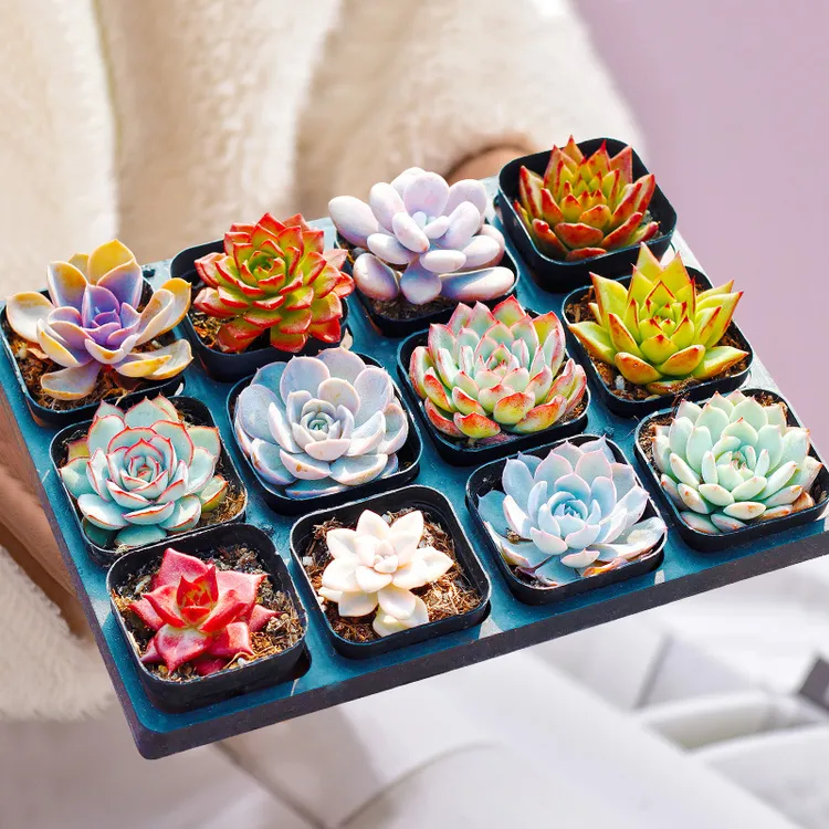 HF摆摊多肉植物带盆批发多肉大颗盆绿植家用盆栽种植礼品植物盲盒