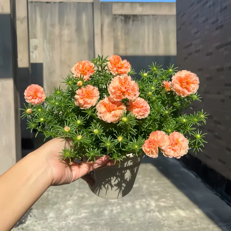 重瓣太阳花老桩耐寒宿根大花苗绿植物盆栽盆景四季开花卉混色地栽