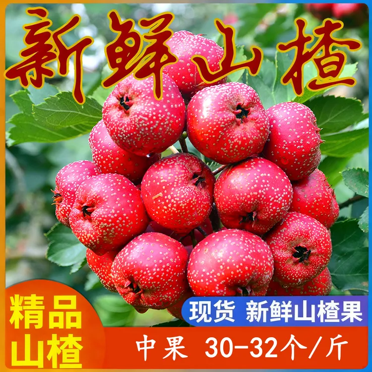山东大金星鲜山楂（中果30个至40个现发特级特大红