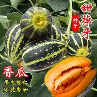 【满五包包邮】甜掉牙冰糖子甜瓜种籽薄皮超甜花皮香瓜四季阳台盆栽