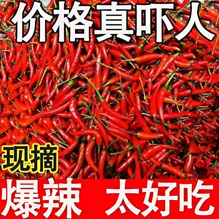 新鲜农家现摘小米特辣辣椒鲜椒辣鲜椒红辣椒朝天椒指天椒泡椒正宗