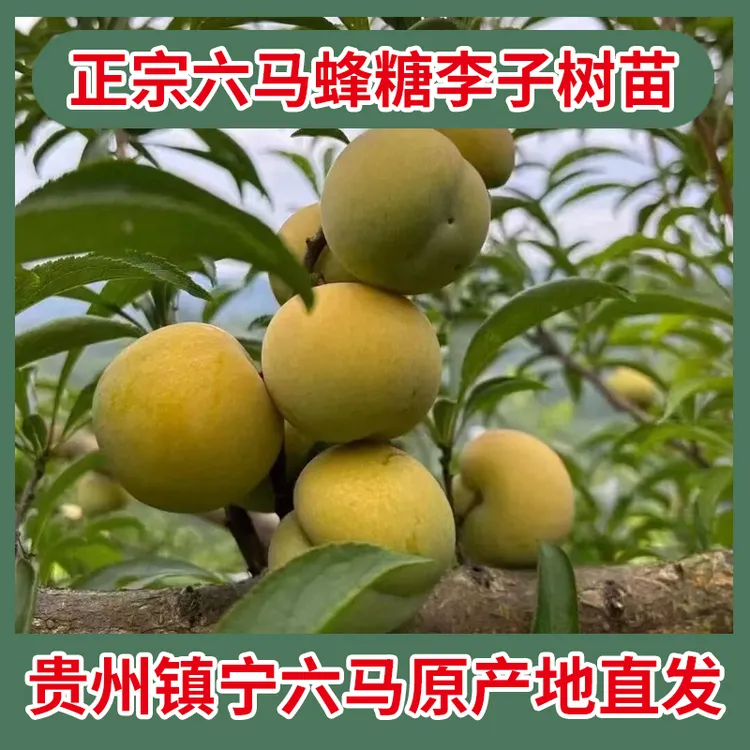 贵州六马正宗特大蜂糖李子树苗盆栽地栽一代苗原产地直果树苗果树