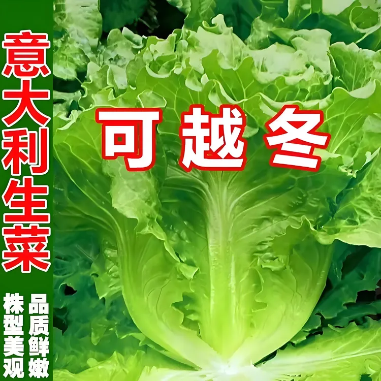 耐寒意大利生菜菜种子耐冬耐冻生菜种子生吃甜脆冬季菜种高产耐热