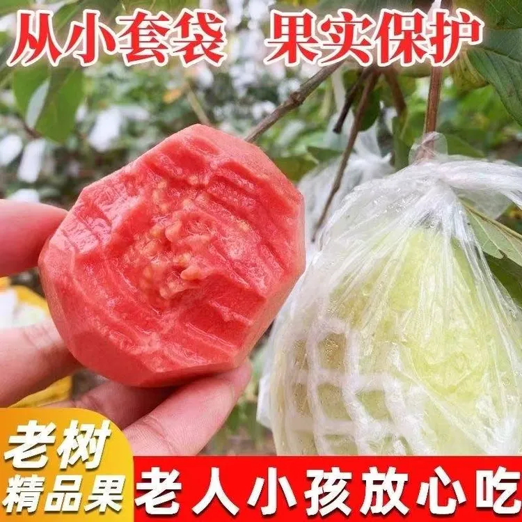 (冰淇淋口感)广西软糯软心奶油红心芭乐水果3斤5斤新鲜白心番石榴
