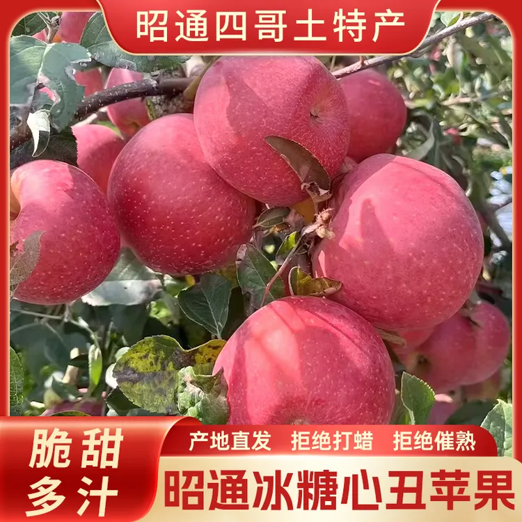 【正宗云南昭通冰糖心苹果】新鲜昭通丑苹果现摘现发