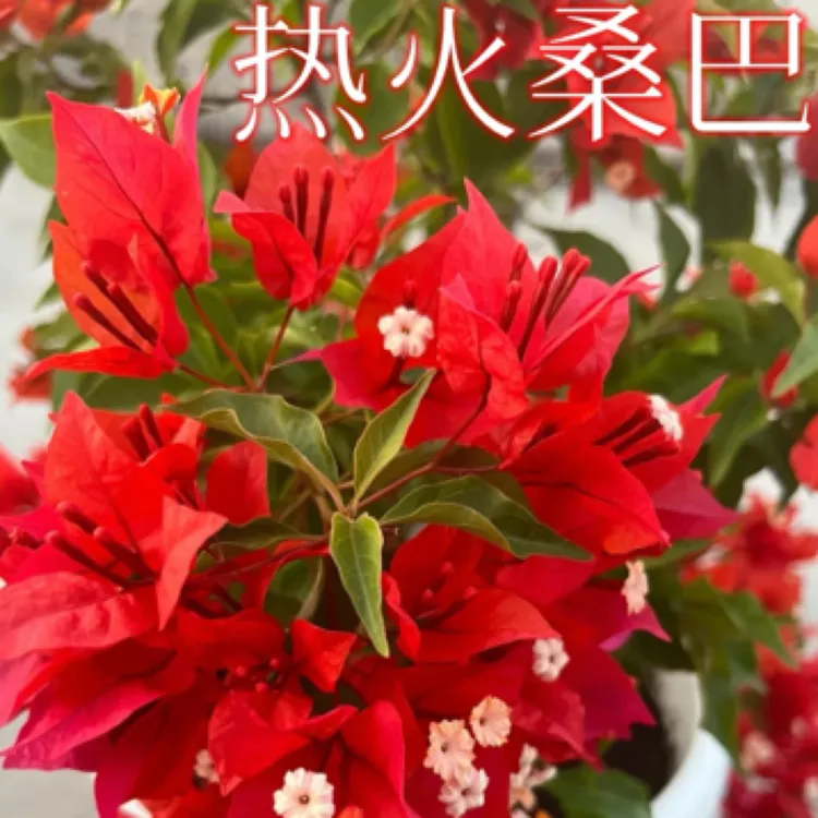 （热火桑巴）漳州热卖品种三角梅四季勤花爬藤