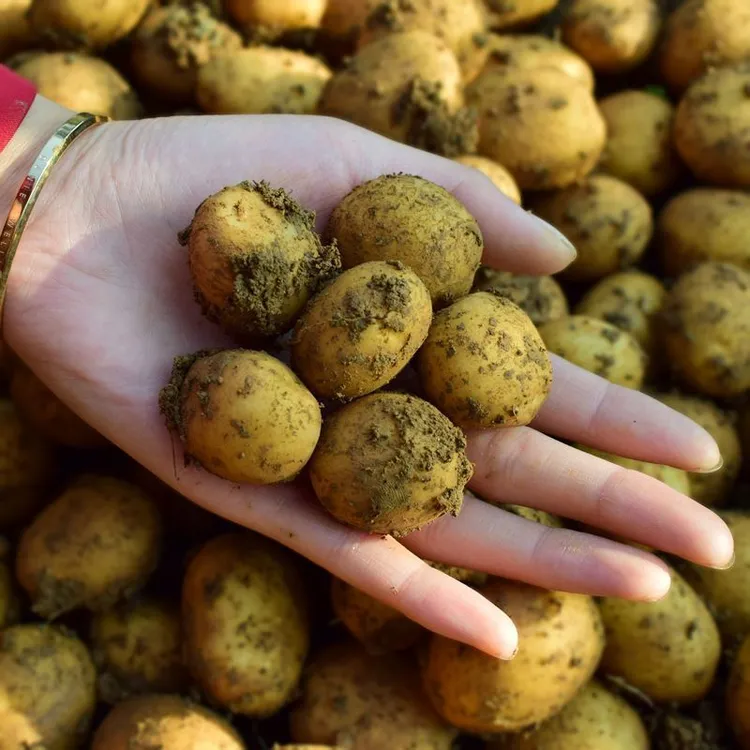 湖南马田小土豆现挖大中小果一起发新鲜土豆农民种植土特产