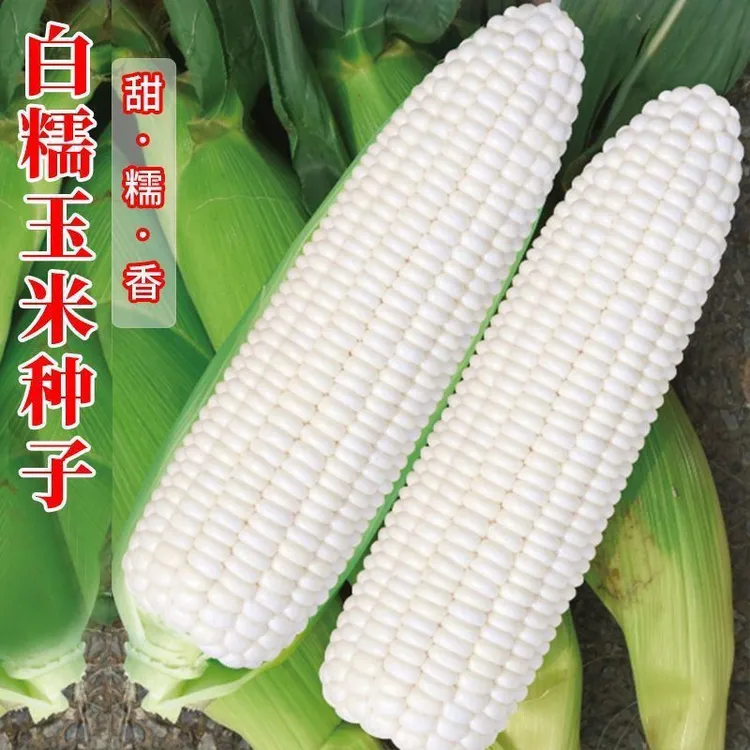 珍甜糯玉米高产大棒四季播种香甜软糯口感好