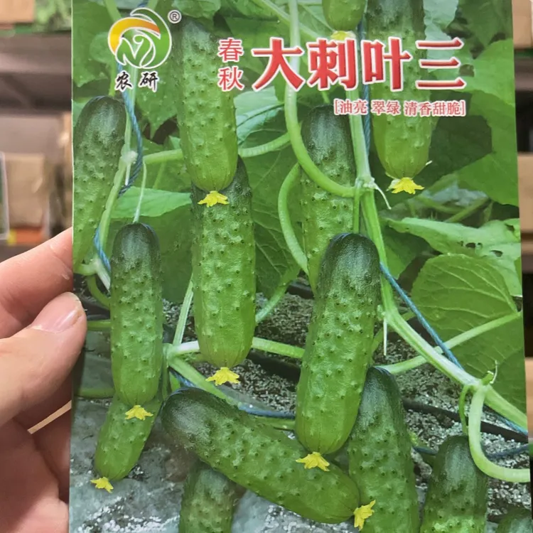 春秋叶三水果套餐黄瓜蔬菜（几乎节节有瓜，不开谎花）种子山河