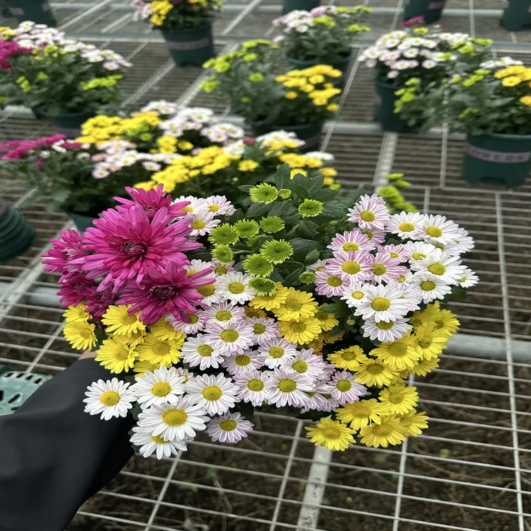 【多色荷兰菊】一盆多色高颜值小雏菊室内阳台四季开花带花带花苞
